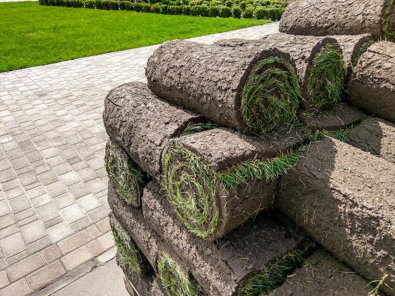 Palm Tree and Sod Installation