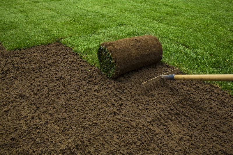 New Sod and Palm Tree Installation