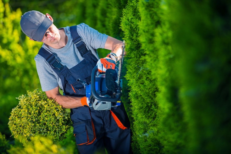 Shrub and Palm Tree Trimming Professionals