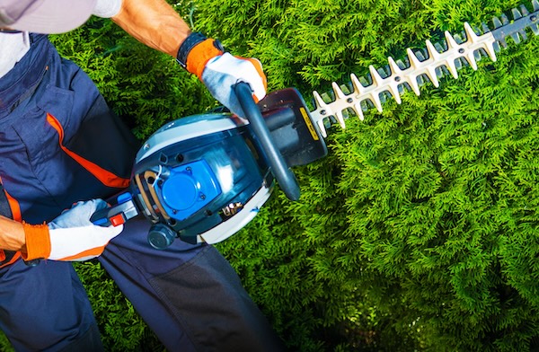 Shrub Trimming Mount Pleasant SC