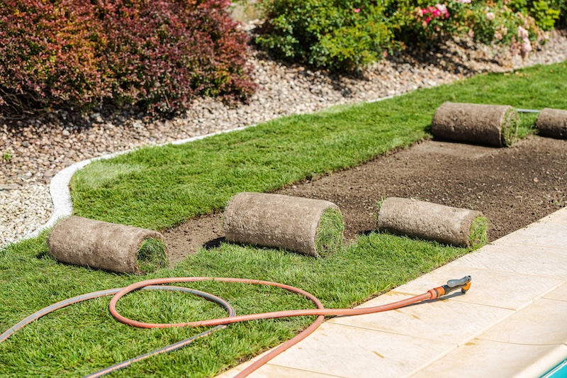 New Sod Installation and Palm Tree Trimming near the flower bed.