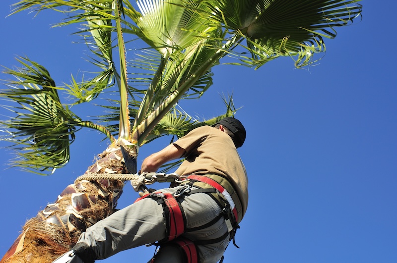 Certified Palm Tree Trimming Expert