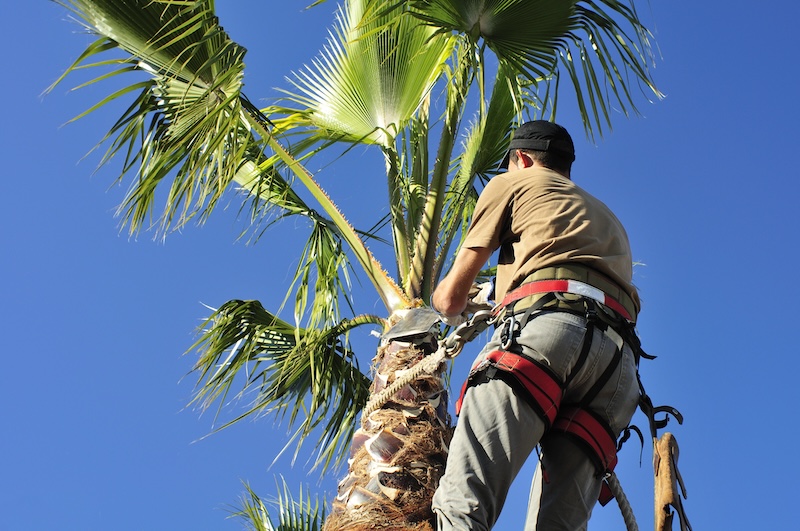 Palm Tree Trimming Company Located In Mount Pleasant